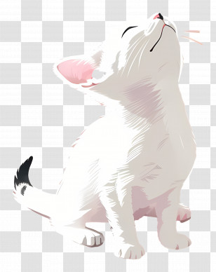 Kitten - White Cat Looking Up Transparent PNG