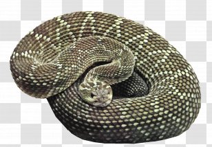 Brown Tree Snake Ball Python Clip Art - Boas - Clipart Download Transparent PNG