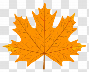 Autumn Maple Leaf - Bright Orange Maple Leaf Illustration Transparent PNG