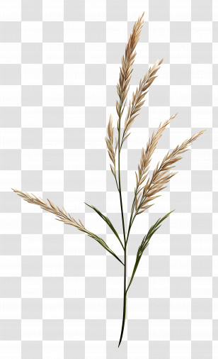 Grass Seed - Wheat Stalk Illustration Transparent PNG