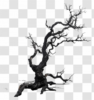 Dead Tree - Twisted Bare Tree Transparent PNG