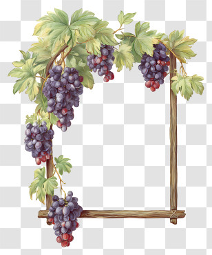 Grapevine Hand Painted - Grape Vine Frame Design Transparent PNG