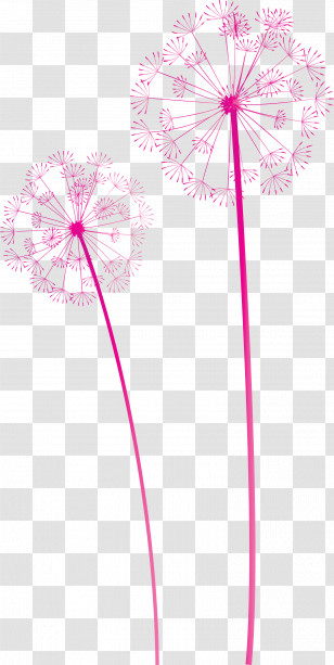 Dandelion Transparent PNG