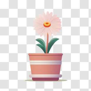 Transvaal Daisy Flower
 - Potted Flower Cartoon Illustration Transparent PNG