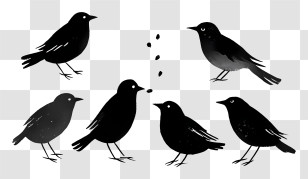 Birds Eating Crumbs - Silhouette Of Black Birds Transparent PNG