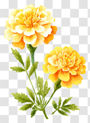 Gold Marigold - Yellow Flowers With Green Leaves Transparent PNG