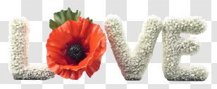 Cartoon - Love Text With Poppy Flower Transparent PNG