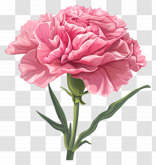 Carnation Pink - Pink Carnation Flower Illustration Transparent PNG