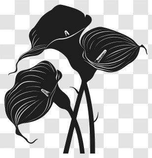 Flowers Silhouette - Elegant Black Calla Lilies Silhouette Transparent PNG