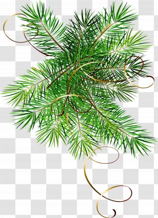 Christmas Fir Holiday Blog Lika-Market - Pine Family - Olive Transparent PNG