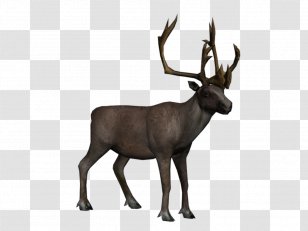 Reindeer Elk Arctic Tundra - Cladonia Rangiferina Transparent PNG