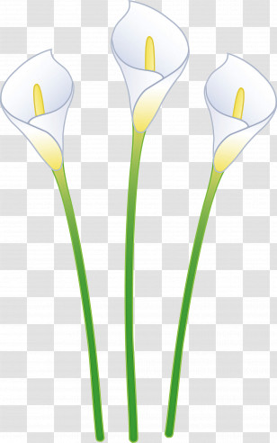 Flower Plant Yellow Cut Flowers Plant Stem Transparent PNG
