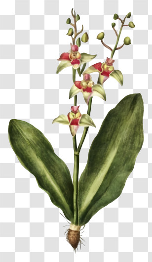 Plant With Flowers - Tropical Orchid Plant Illustration Transparent PNG
