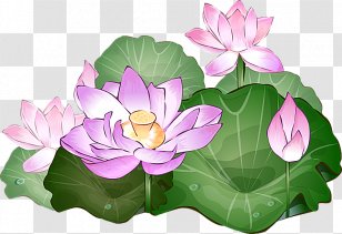 Nelumbo Nucifera Drawing Egyptian Lotus Clip Art - Leaf - Water Transparent PNG