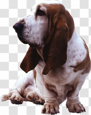 Dog Cat Pet The Siberian Husky Filariasis - Snout - Puppy Transparent PNG