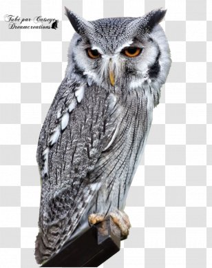 Bird Eurasian Eagle-owl Barn Owl Long-eared - True Transparent PNG