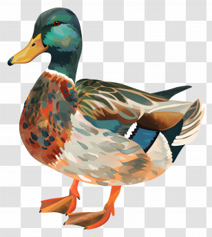 Duck - Colorful Illustrated Male Duck Transparent PNG