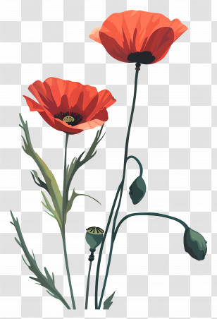 Poppies - Vivid Red Poppy Flowers With Elegant Petals Transparent PNG