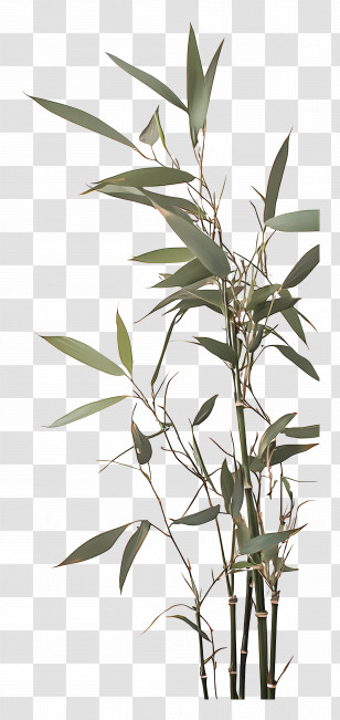Bamboo - Tall Green Bamboo Plant Transparent PNG
