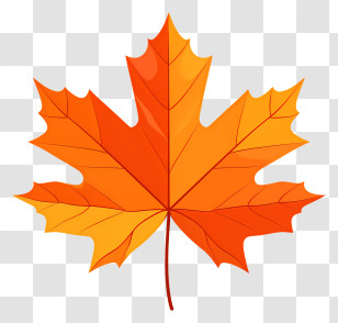Maple Leaf - Bright Orange Maple Leaf Illustration Transparent PNG