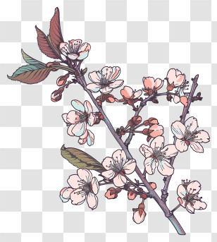 Cherry Blossom - Cherry Blossom Branch With Flowers Transparent PNG
