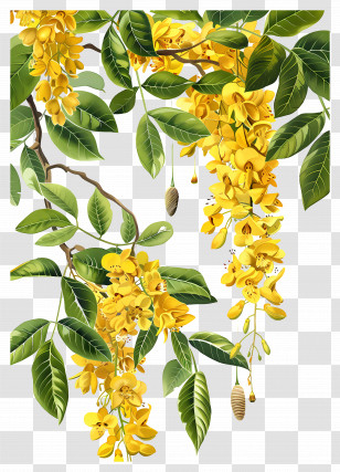 Laburnum Flowers - Golden Shower Tree Blossoms Illustration Transparent PNG