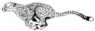 South African Cheetah Coloring Book Leopard Adult Child - Animal Figure Transparent PNG
