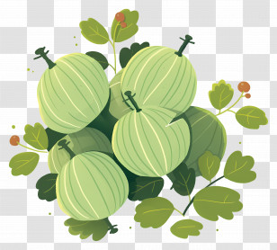 Gooseberry - Green Melons With Leaves In Artistic Style Transparent PNG