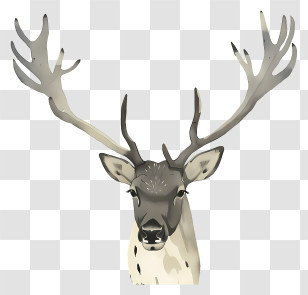 Reindeer - Deer Head With Antlers Illustration Transparent PNG