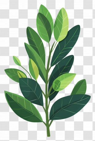 Laurel Leaf - Fresh Green Leafy Plant Illustration Transparent PNG