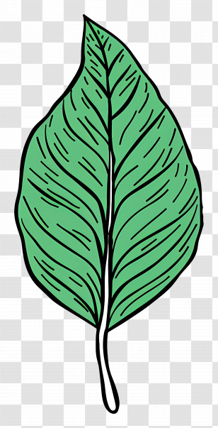 Single Leaf - Illustrated Green Leaf With Textured Details Transparent PNG