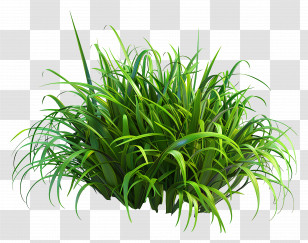 Grass Bush - Green Grass Illustration Transparent PNG