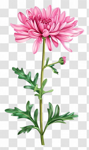 Pink Chrysanthemum - Pink Chrysanthemum In Full Bloom Transparent PNG