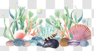 Icon - Beautiful Seashells And Seaweed Illustration Transparent PNG