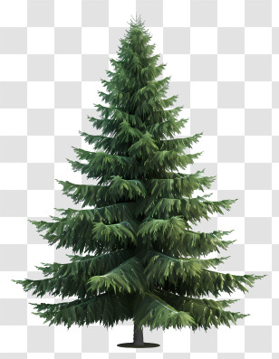 Fir Tree - Tall Evergreen Pine Tree Transparent PNG