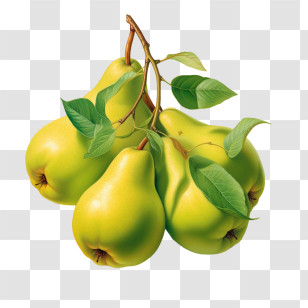 Pears Fruit
 - Ripe Green Pears On Branch Transparent PNG