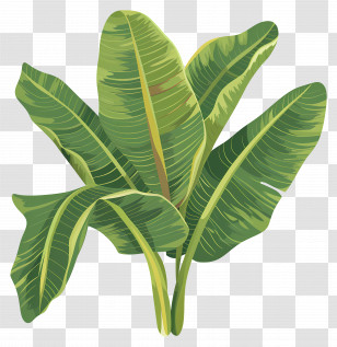 Banana Leaves - Tropical Banana Leaves In Green Design Transparent PNG