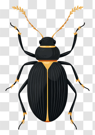 Black Beetle Insect - Black Beetle Illustration Transparent PNG