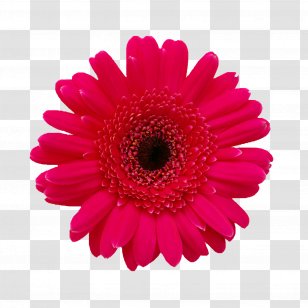 Flower Transvaal Daisy Common Stock Photography Floristry - Wedding - Flowers And Floral Design Picture Material Transparent PNG