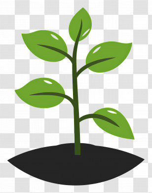 Growth - Simple Green Sprouting Soy Plant Illustration Transparent PNG
