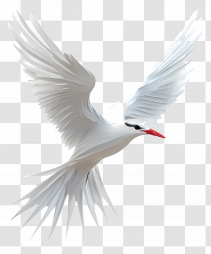 Arctic Tern - White Bird In Flight Transparent PNG