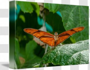Nymphalidae Lycaenidae Moth Butterfly - Invertebrate - Glossy Butterflys Transparent PNG