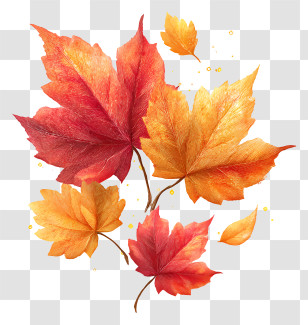 Golden And Red Maple Leaves - Colorful Autumn Maple Leaves Transparent PNG
