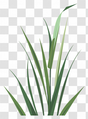Grass Blade - Green Cattails In Natural Style Transparent PNG