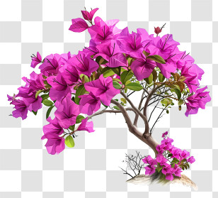 Bougainvillea Illustrate - Pink Bougainvillea Plant With Vibrant Flowers Transparent PNG
