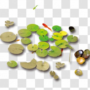Common Carp Pond Nelumbo Nucifera - Fish Transparent PNG