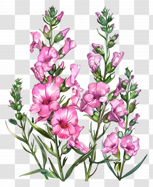 Pink Snapdragons Flowers - Pink Gladiolus Flowers Illustration Transparent PNG