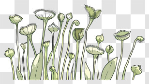 Carnivorous Plant - Green Plant Sketch Illustration Transparent PNG