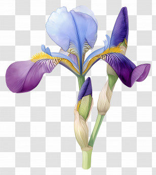 Algerian Iris - Purple Iris Flower Illustration Transparent PNG