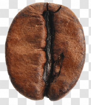 Instant Coffee Espresso Bean Arabica - Production - Beans Transparent PNG